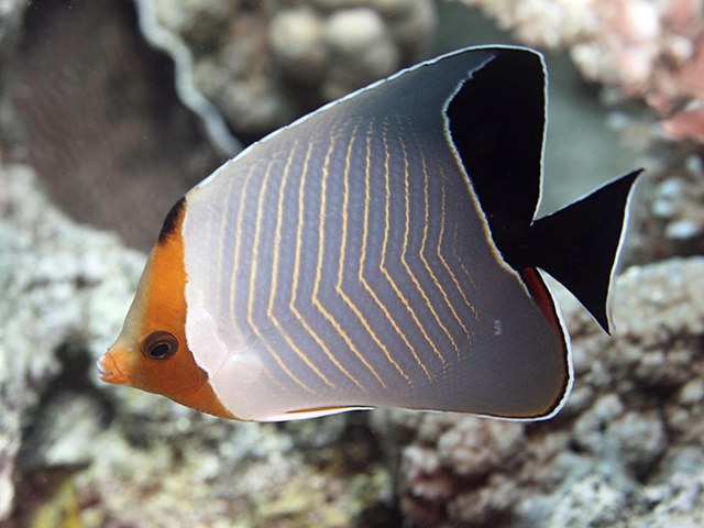 Chaetodon larvatus